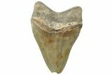 Bargain, Fossil Megalodon Tooth - North Carolina #311108-1